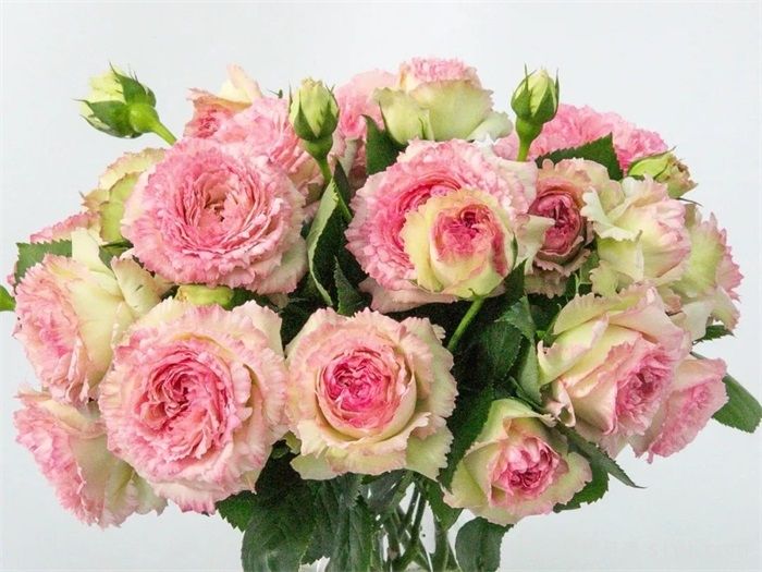 蕾丝伊甸园月季Lace Eden(图2)