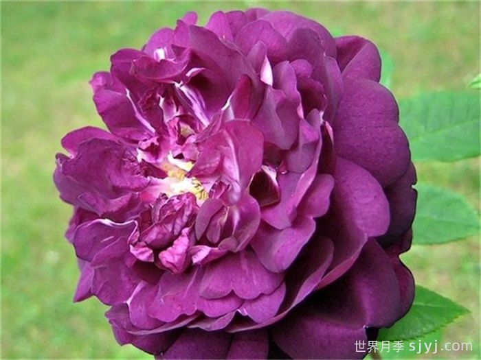 黎塞留主教月季/红衣主教黎塞留Cardinal de Richelieu(图1)