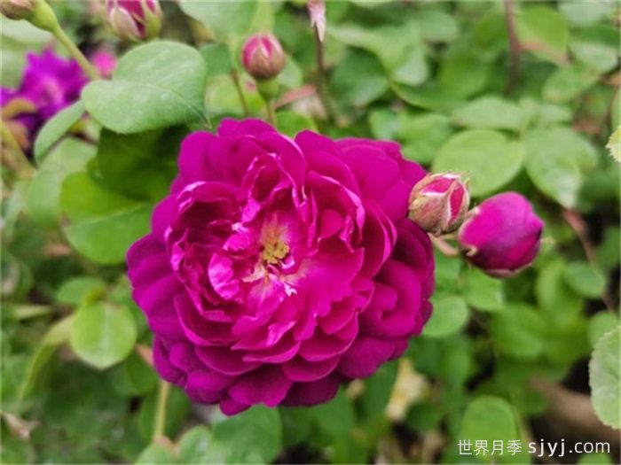 黎塞留主教月季/红衣主教黎塞留Cardinal de Richelieu(图2)