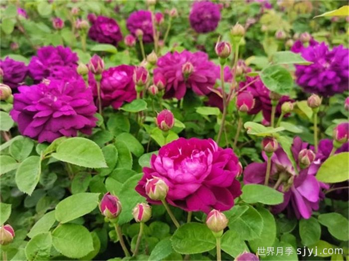 黎塞留主教月季/红衣主教黎塞留Cardinal de Richelieu(图3)