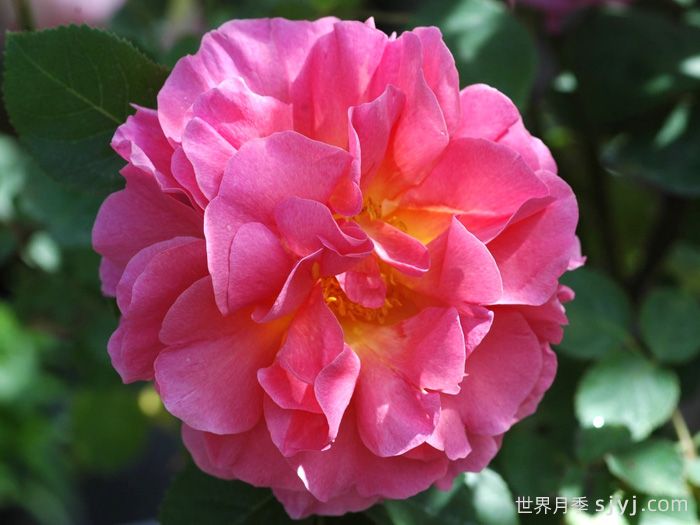 丽莲奥斯汀月季/利利安奥斯汀Lilian Austin(图1)