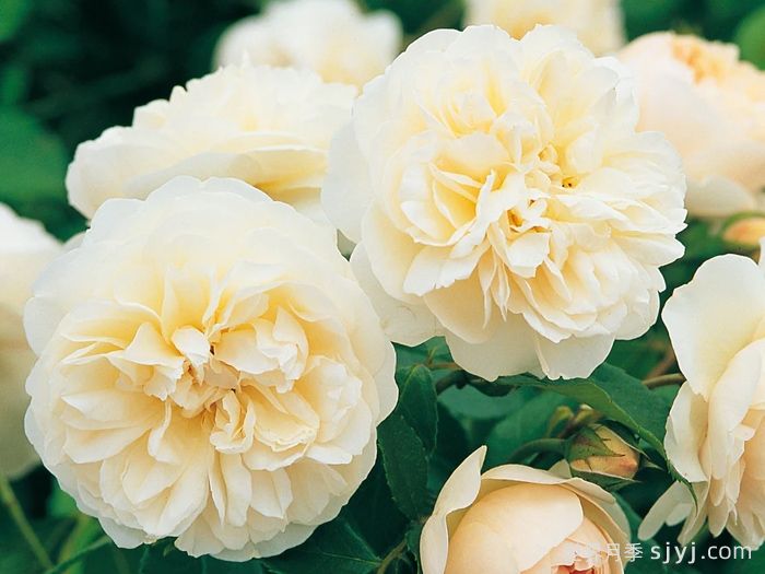 利奇菲尔德天使月季Lichfield Angel(图1)