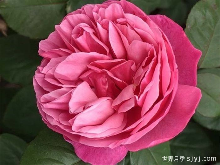 莉娜雷诺月季/英库鲁/英格鲁/极致美味Line Renaud(图1) 莉娜雷诺月季/英库鲁/英格鲁/极致美味Line Renaud(图1)