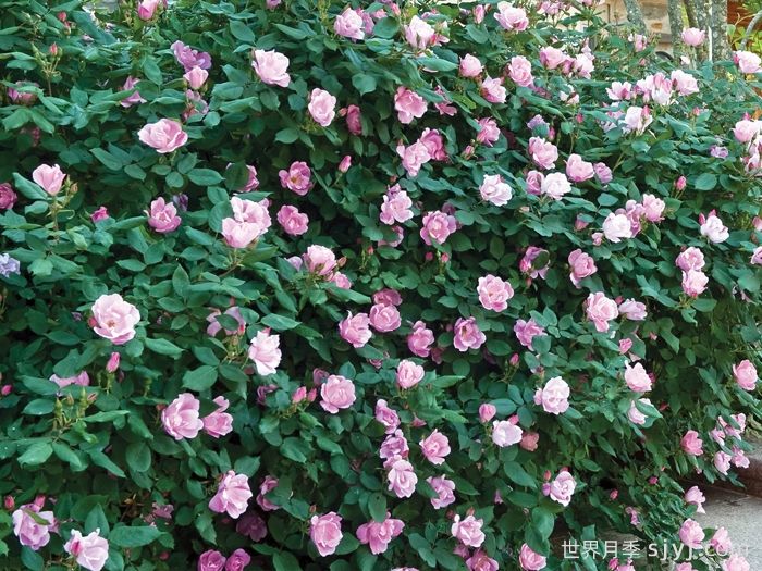 亮粉绝代佳人月季/腮红绝代佳人Blushing Knock Out(图3)