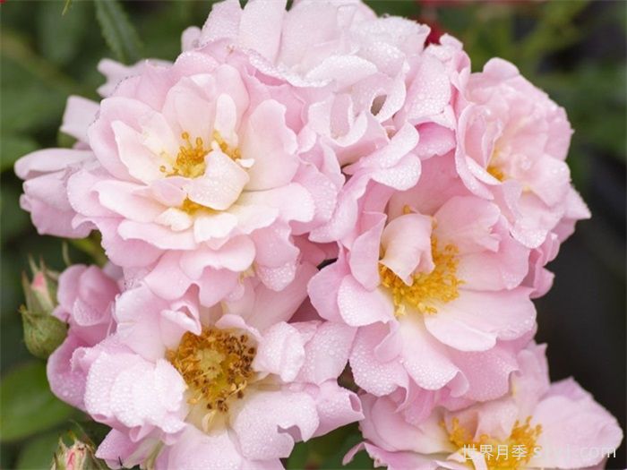 亮粉漂流月季Blushing Drift(图2)