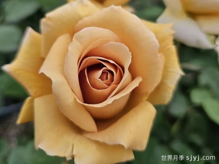 黄油硬糖月季/奶油硬糖Butterscotch(图2)