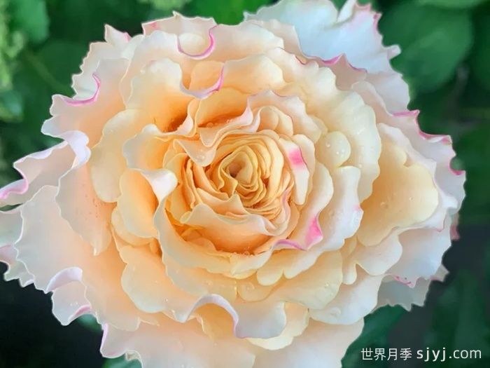 橙舞裙月季/橙色拉康帕内拉舞裙月季La Campanella(图2)