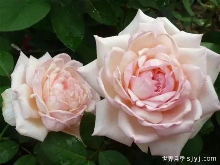 贵妃醉酒月季/醉贵妃(图3)