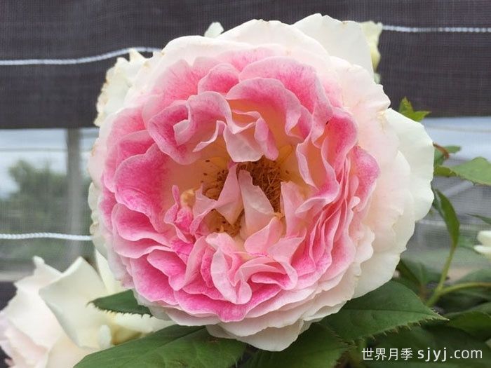 假日岛根西月季/假日岛芍药Holiday Island Guernsey(图4)