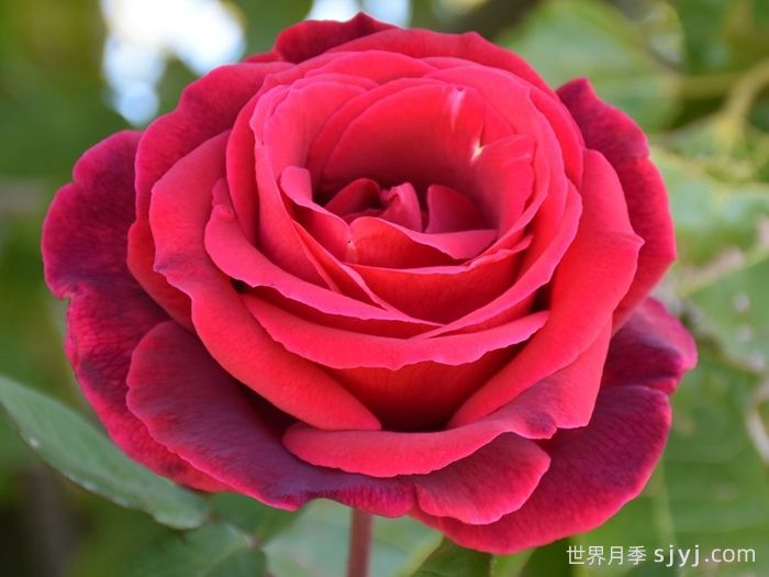 林肯先生月季Mister Lincoln(图3)