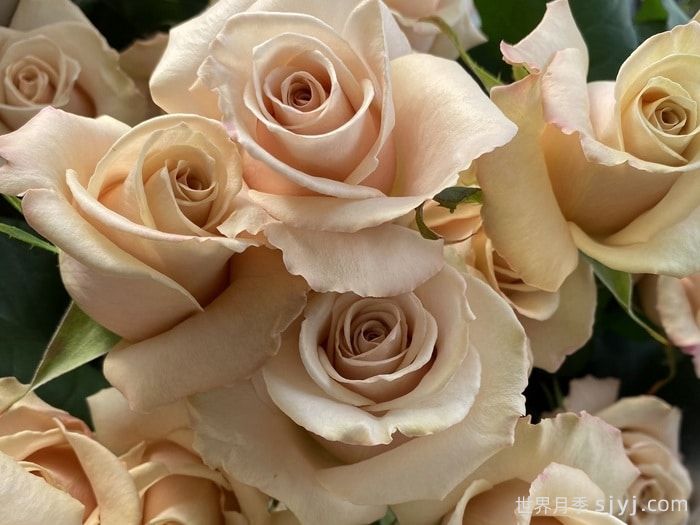 流沙月季Quick Sand(图1)