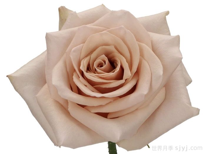 流沙月季Quick Sand(图3)