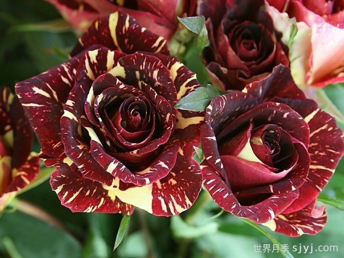 流星雨月季/梦话Abracadabra(图2)