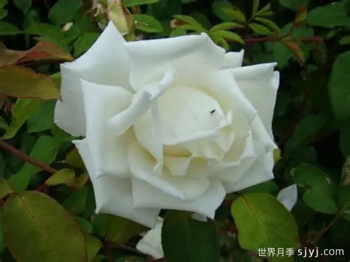 路易斯朗斯夫人月季/白色荆棘崖Mme Louis Lens(图2)