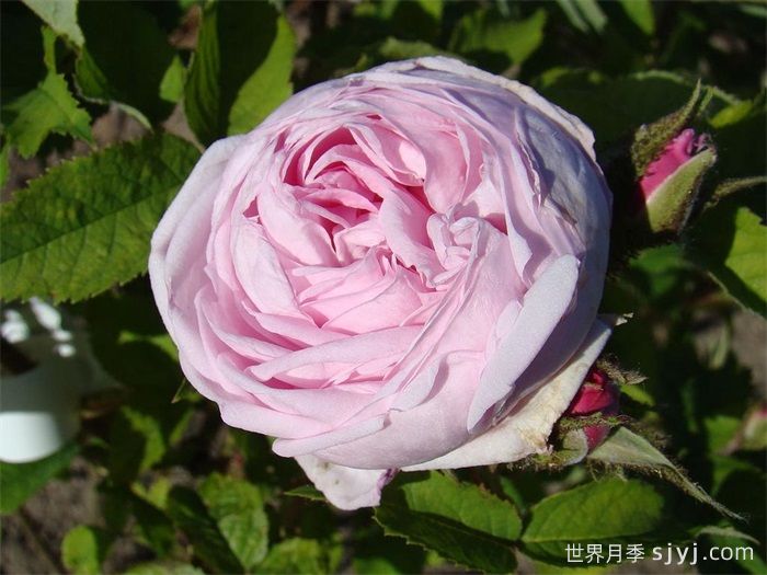 路易斯雷爵夫人月季/路易斯莱维克夫人Mme Louis Leveque(图1)