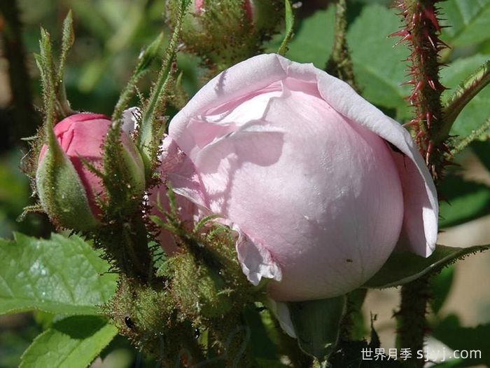 路易斯雷爵夫人月季/路易斯莱维克夫人Mme Louis Leveque(图2)