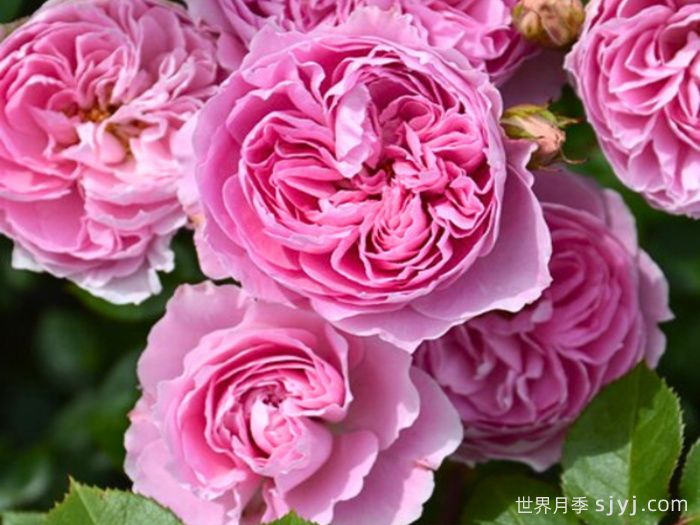 楼兰月季KIMlitschi(图2) 楼兰月季KIMlitschi(图2)