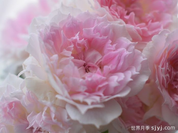 镂空月季/蔚蓝刺绣/光之窗Ajouree(图1)