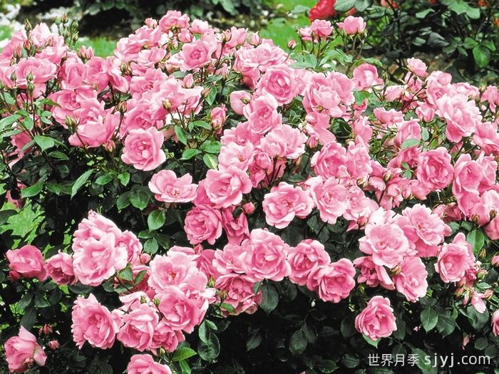 卢尔德百年庆典月季Centenaire de Lourdes Rose(图2)