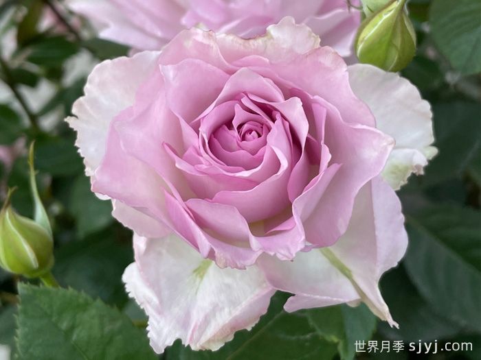 露凝香月季(图1)