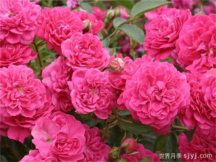 罗克西月季Roxy(图2)