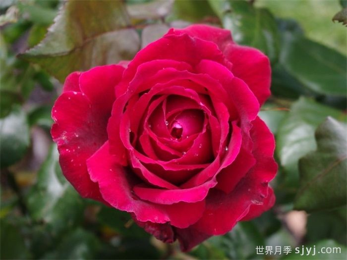 罗密欧月季Romeo(图1)