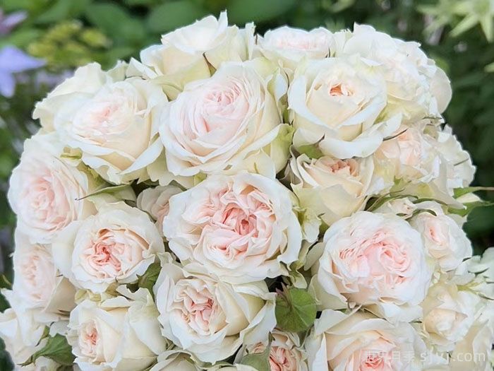 罗莎内拉月季/罗萨诺拉月季Rosanella(图1)