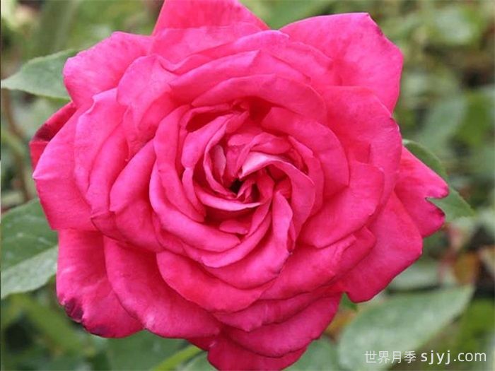 洛丽塔月季/天赐恩典月季/彼得梅尔Lolita Lempicka(图1)