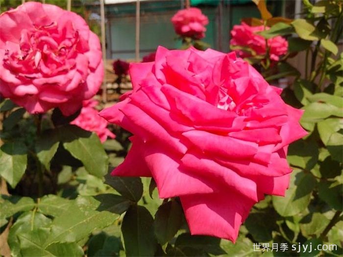 洛丽塔月季/天赐恩典月季/彼得梅尔Lolita Lempicka(图2)