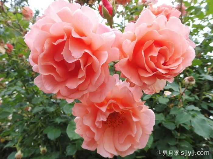 落日华光月季/阿里巴巴月季Sunset Glow(图1)