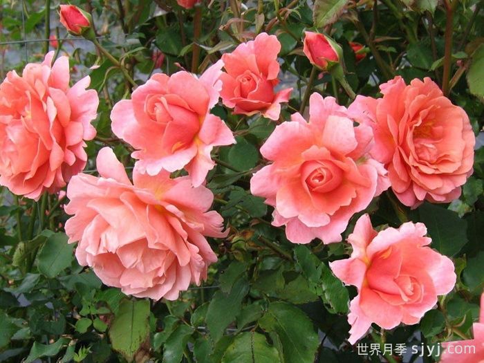 落日华光月季/阿里巴巴月季Sunset Glow(图2)