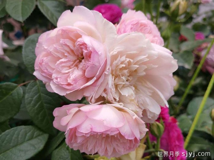 迷篱月季Misted(图1) 迷篱月季Misted(图1)