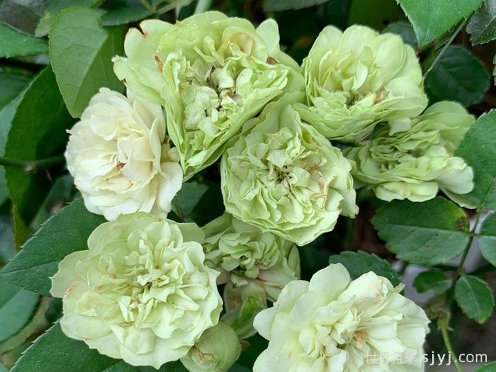 绿冰月季Green Ice(图2)