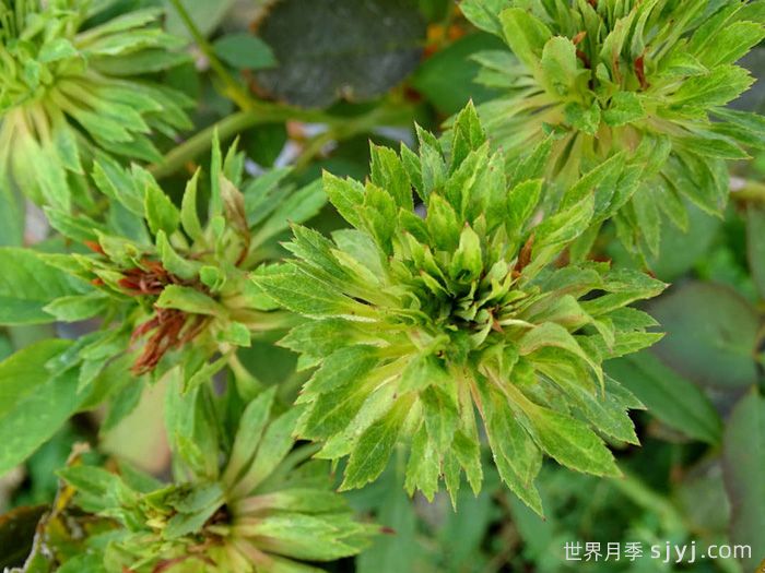 绿萼月季Viridiflora(图1)