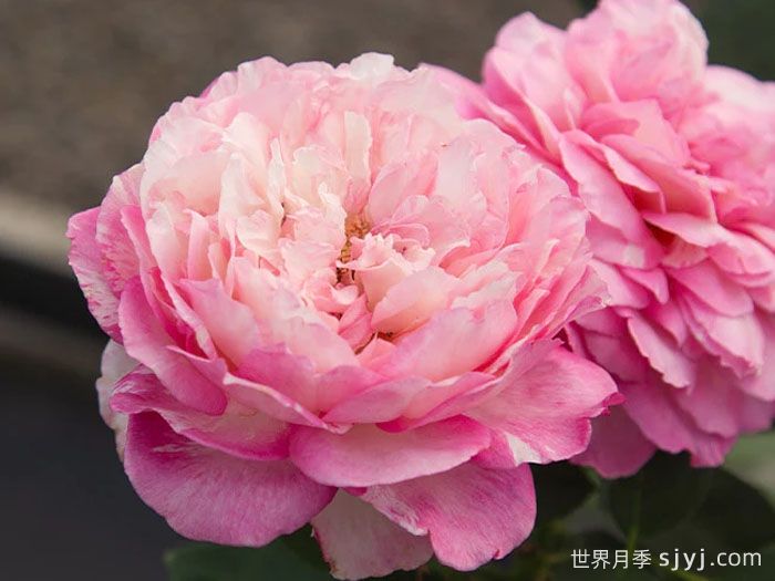 马克夏加尔月季Marc Chagall(图2)