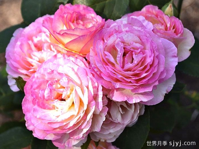 马克夏加尔月季Marc Chagall(图3)