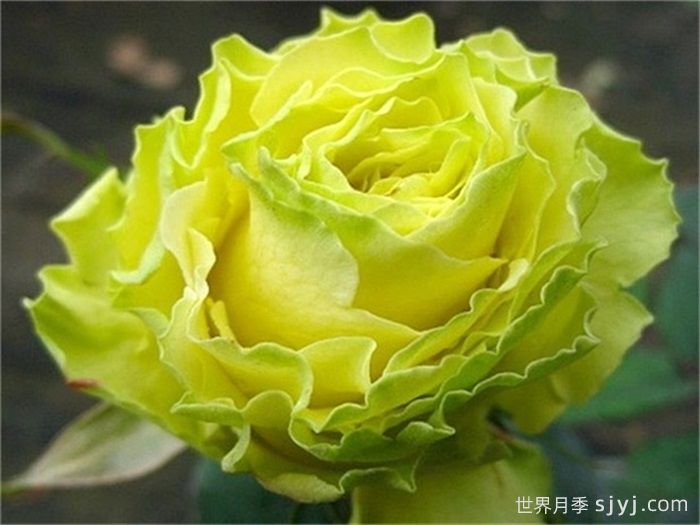 绿色星球月季/绿色行星Green Planet(图1)