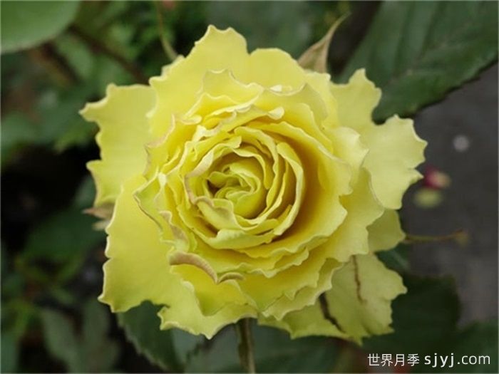 绿色星球月季/绿色行星Green Planet(图2)