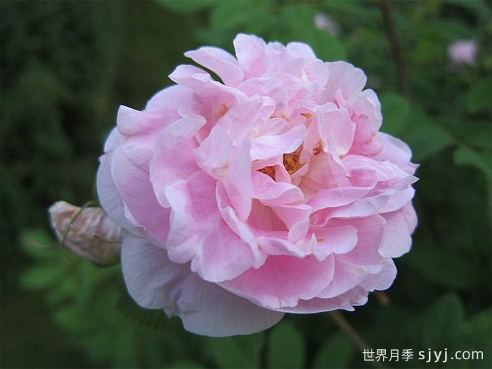 马丁弗罗比歇月季Martin Frobisher(图1)