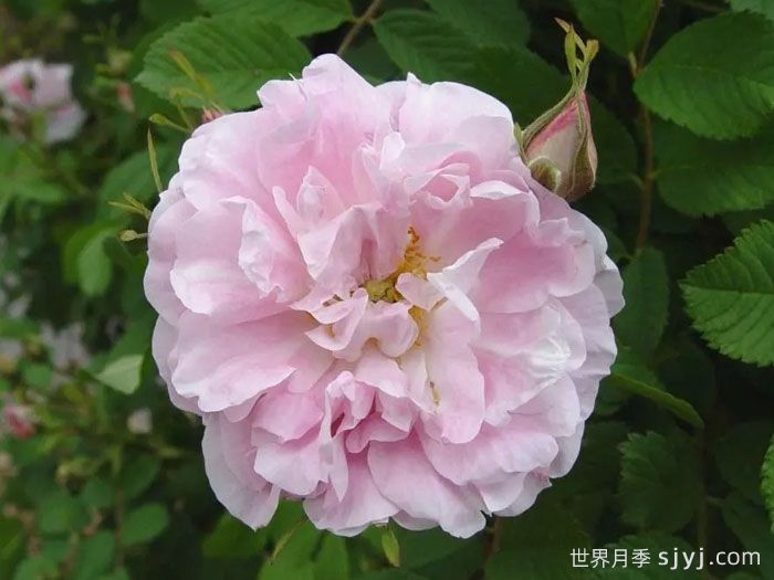 马丁弗罗比歇月季Martin Frobisher(图2)