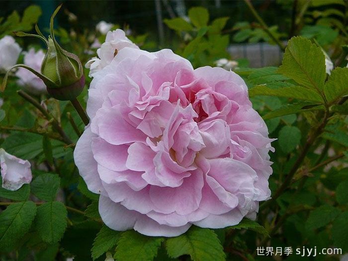 马丁弗罗比歇月季Martin Frobisher(图3)