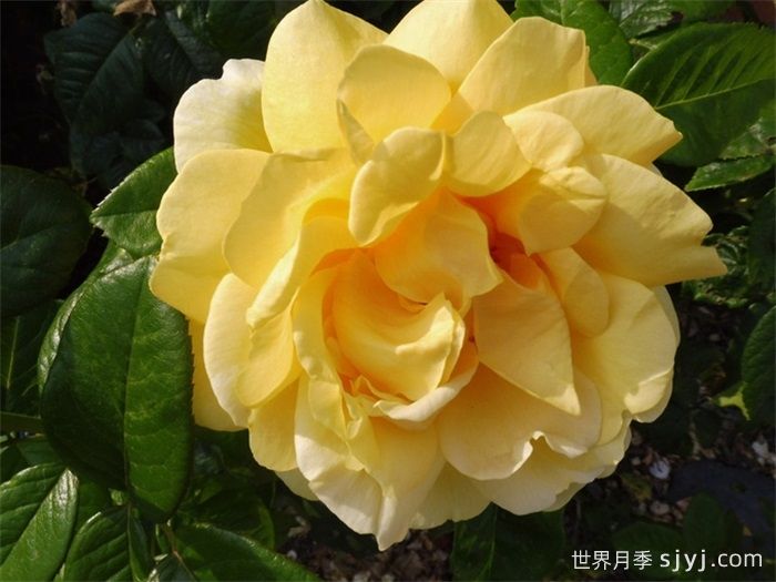 马可波罗月季Marco Polo(图1)