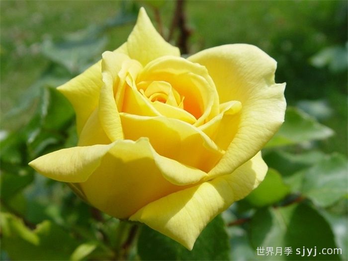 马可波罗月季Marco Polo(图3)