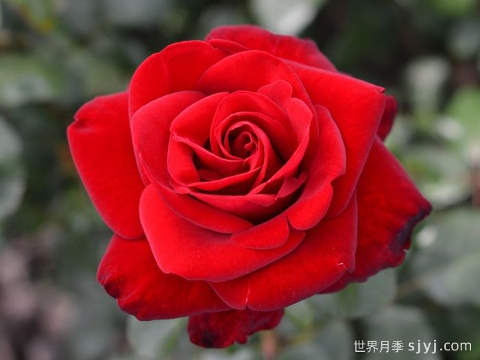 马琳月季/玛琳Marlene(图1)