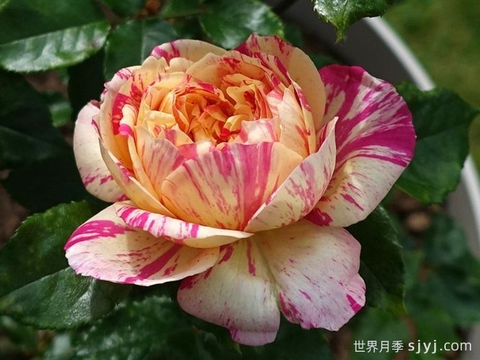 马奈月季/爱杜尔马奈Edouard Manet(图3)