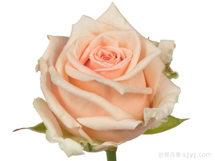 美琪月季/梅西+Maisie(图1) 美琪月季/梅西+Maisie(图1)