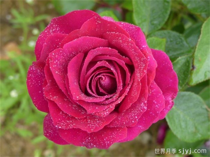 美人丽芙月季/丽滨月季Belles Rives(图2)