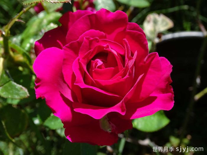 美人丽芙月季/丽滨月季Belles Rives(图3)