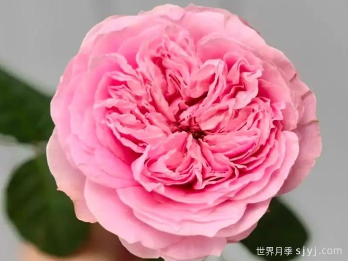 美声唱法月季/美声/甜心女士Bel Canto(图2)