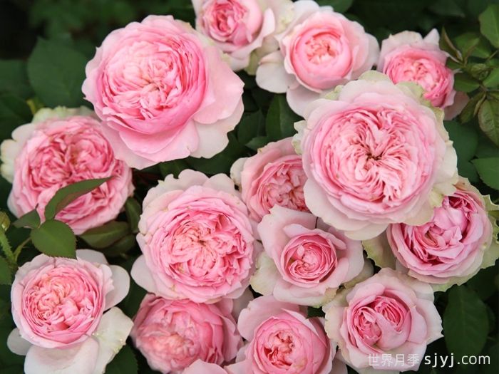 美声唱法月季/美声/甜心女士Bel Canto(图1)